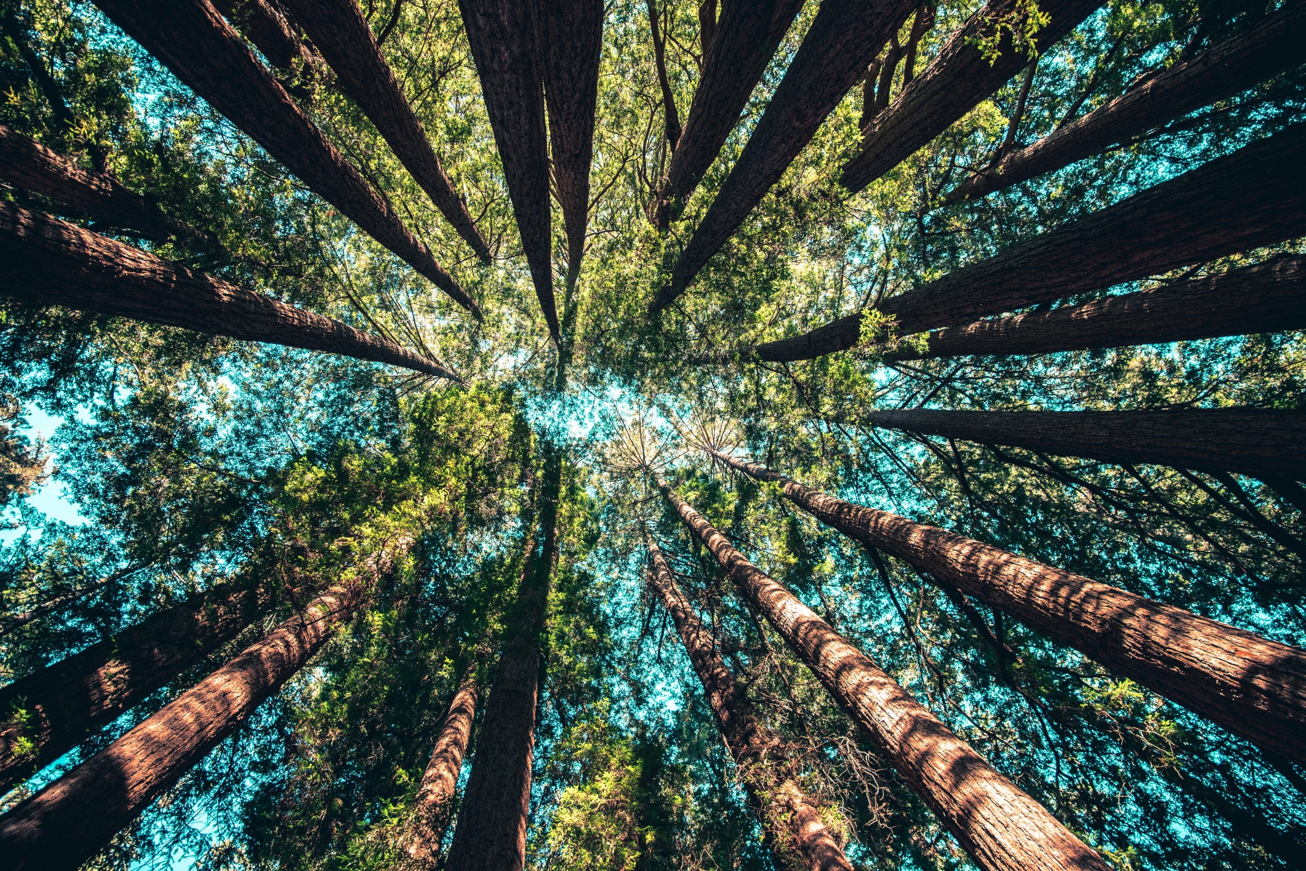 bomen_hassink_vouwkarton_II duurzaamheid